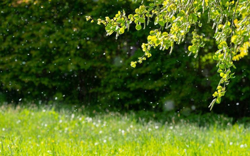 Pollen blåser i vinden.